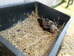 Szeged, Vadaspark, mentett, állat, madár