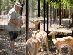 Szeged, Vadaspark, állat, nyár, turizmus
