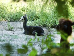 Szeged, Vadaspark, állat, nyár, turizmus