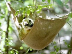 Szeged, Vadaspark, állat, nyár, turizmus