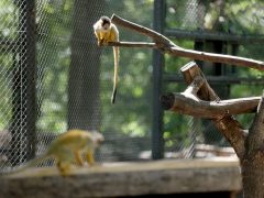 Szeged, Vadaspark, állat, nyár, turizmus