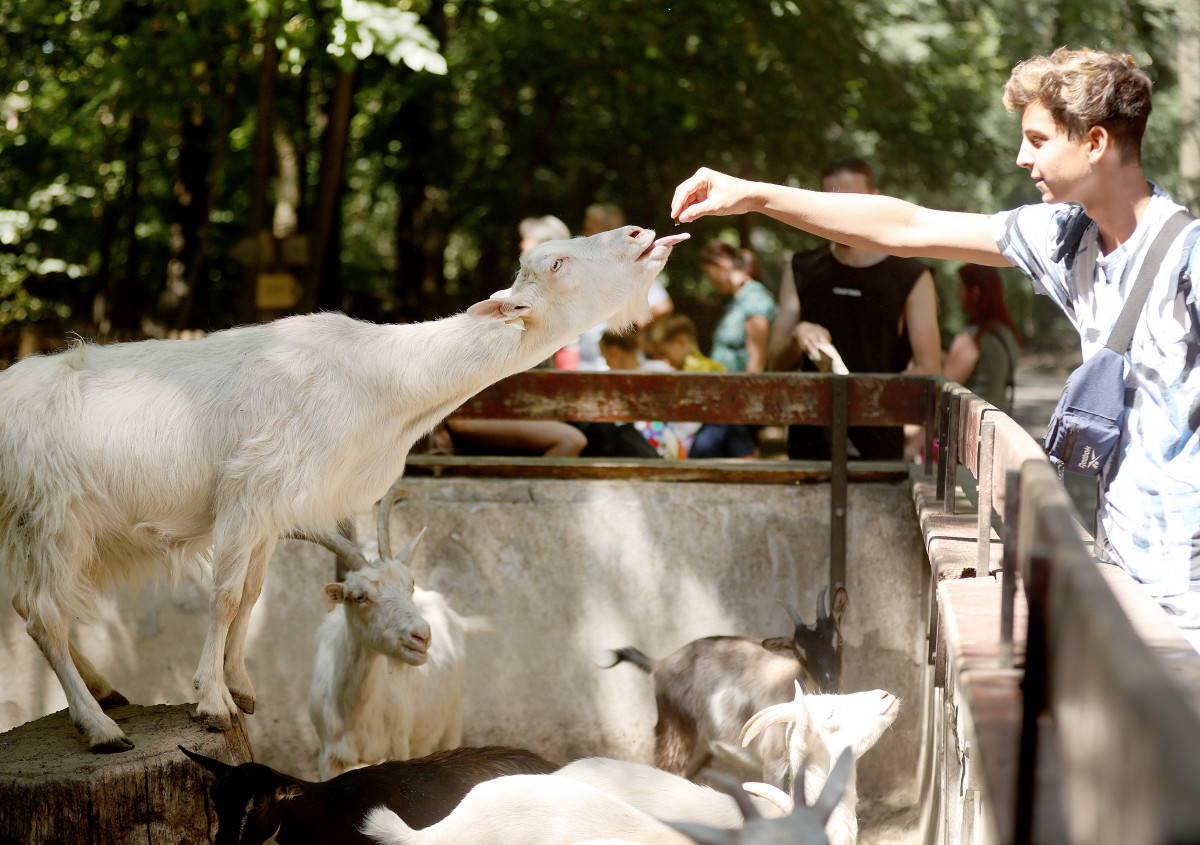 Szeged, Vadaspark, állat, nyár, turizmus