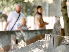 Szeged, Vadaspark, állat, nyár, turizmus