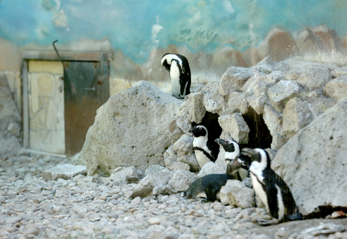 Szeged, Vadaspark, állat, nyár, turizmus