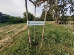 Kiszáradt fák Debrecenben