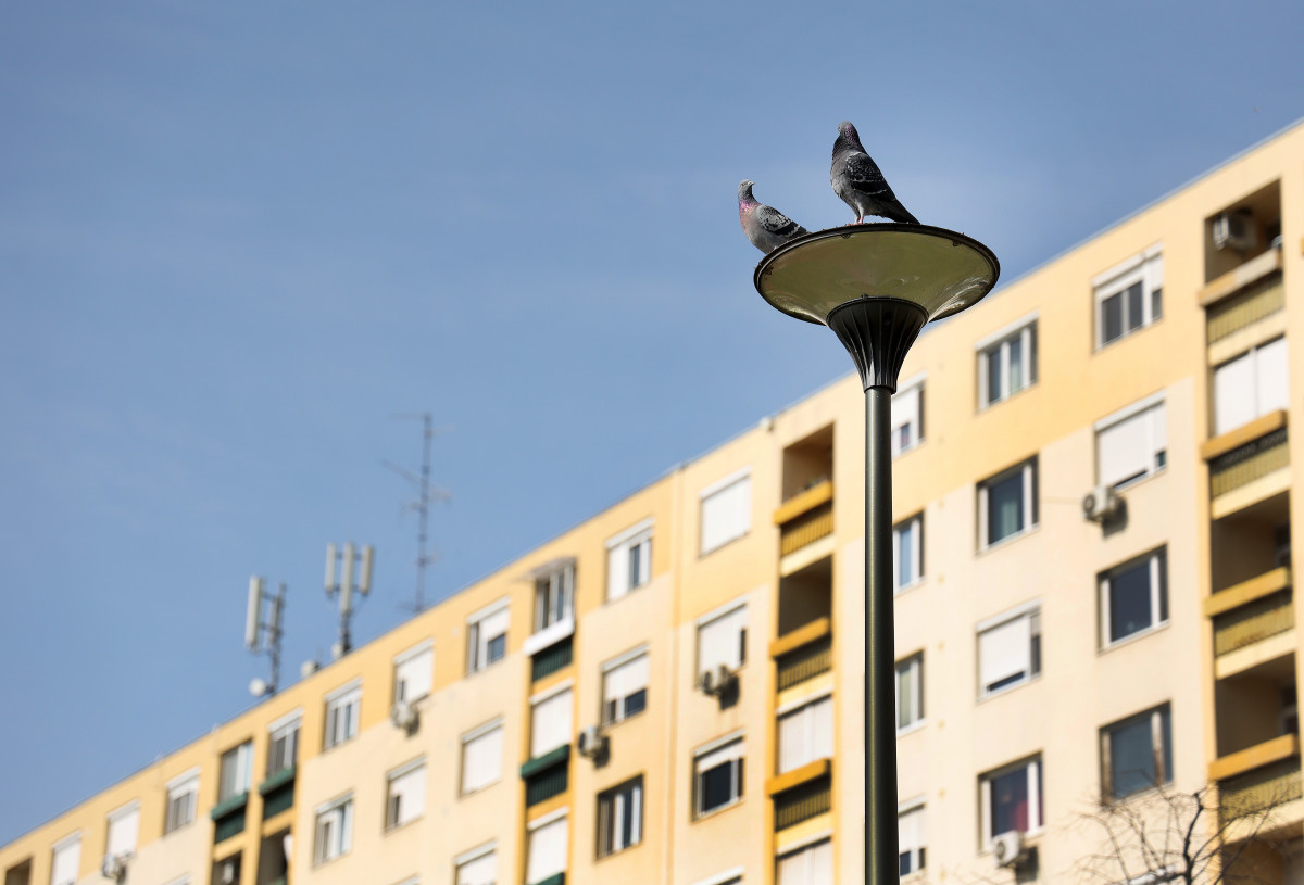 Szeged. Ingatlan. Bérleti díj.