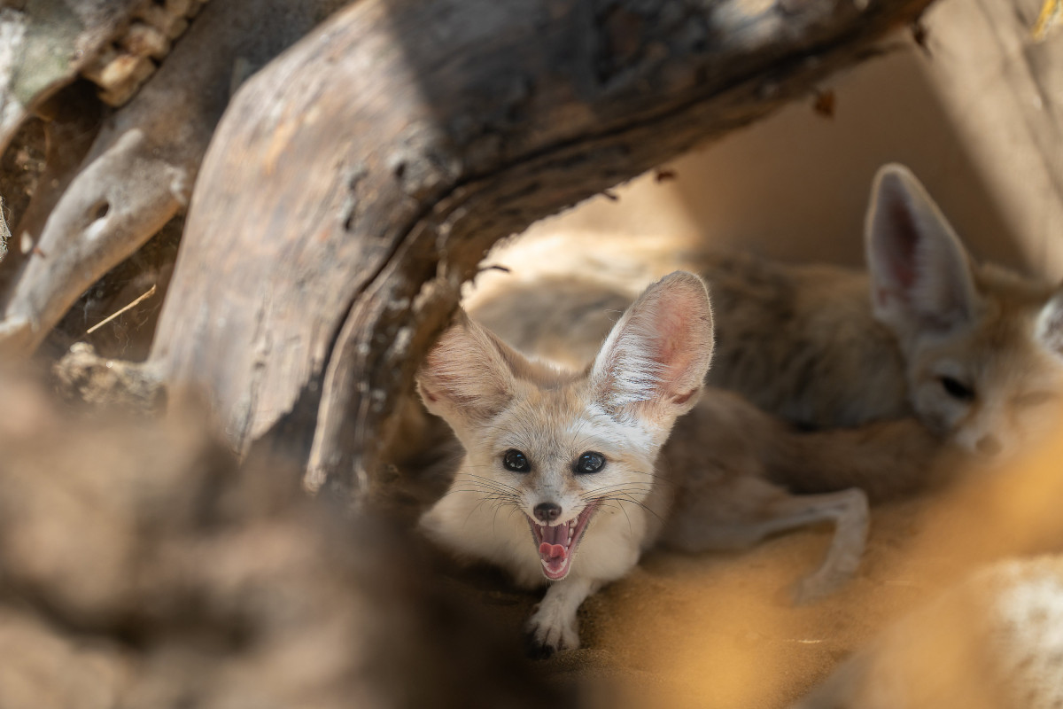 Párt kaptak a debreceni állatkert sivatagi rókái