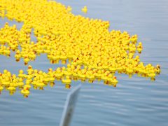 Szeged, Rotary Club Szeged Dóm, Rotary, gumikacsa, verseny, Tisza, jótékonyság