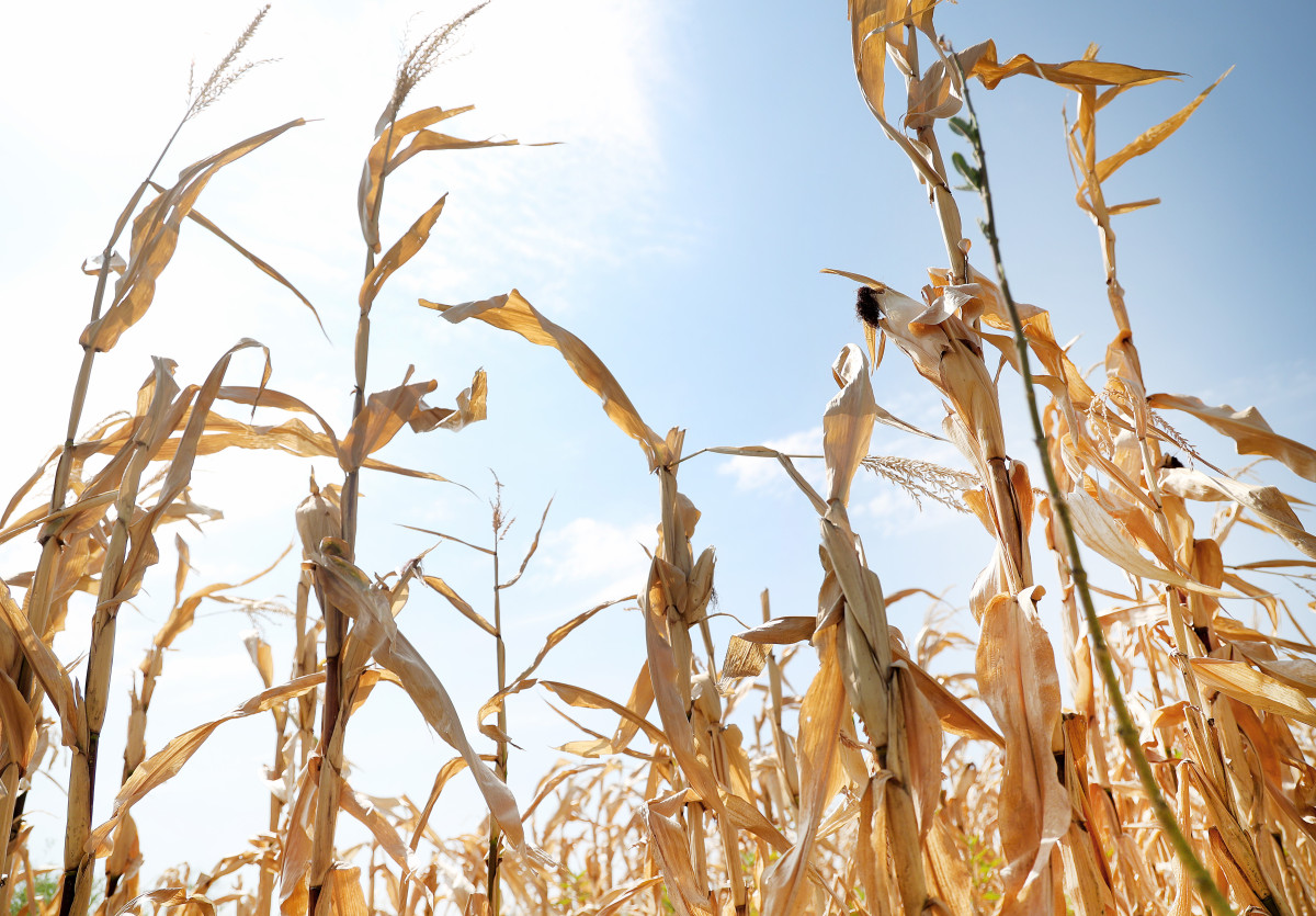 Mórahalom, aszály, Alföld, Homokhátság, kiszáradt, kukorica, föld, mezőgazdaság, klíma, természet