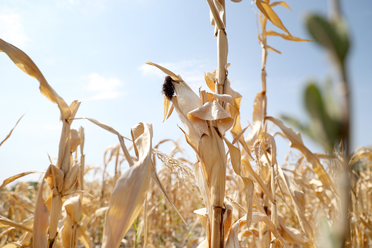 Mórahalom, aszály, Alföld, Homokhátság, kiszáradt, kukorica, föld, mezőgazdaság, klíma, természet