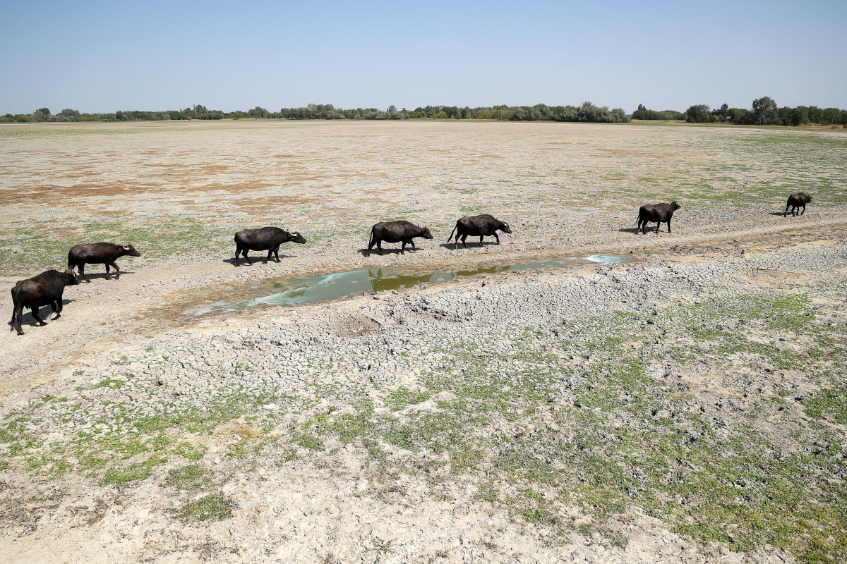 Mórahalom, aszály, Alföld, Nagyszéksós-tó, kiszáradt, bivalyok, természet