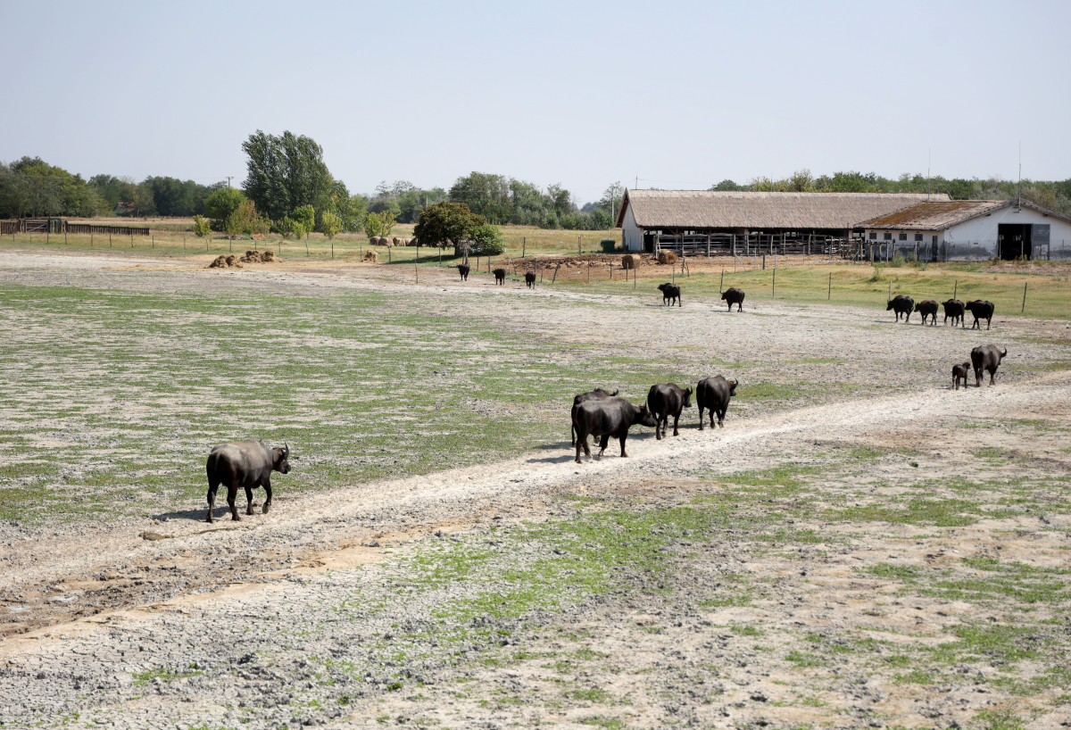 Mórahalom, aszály, Alföld, Nagyszéksós-tó, kiszáradt, bivalyok, természet