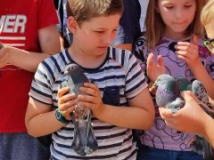 DEMKI galambröptetés