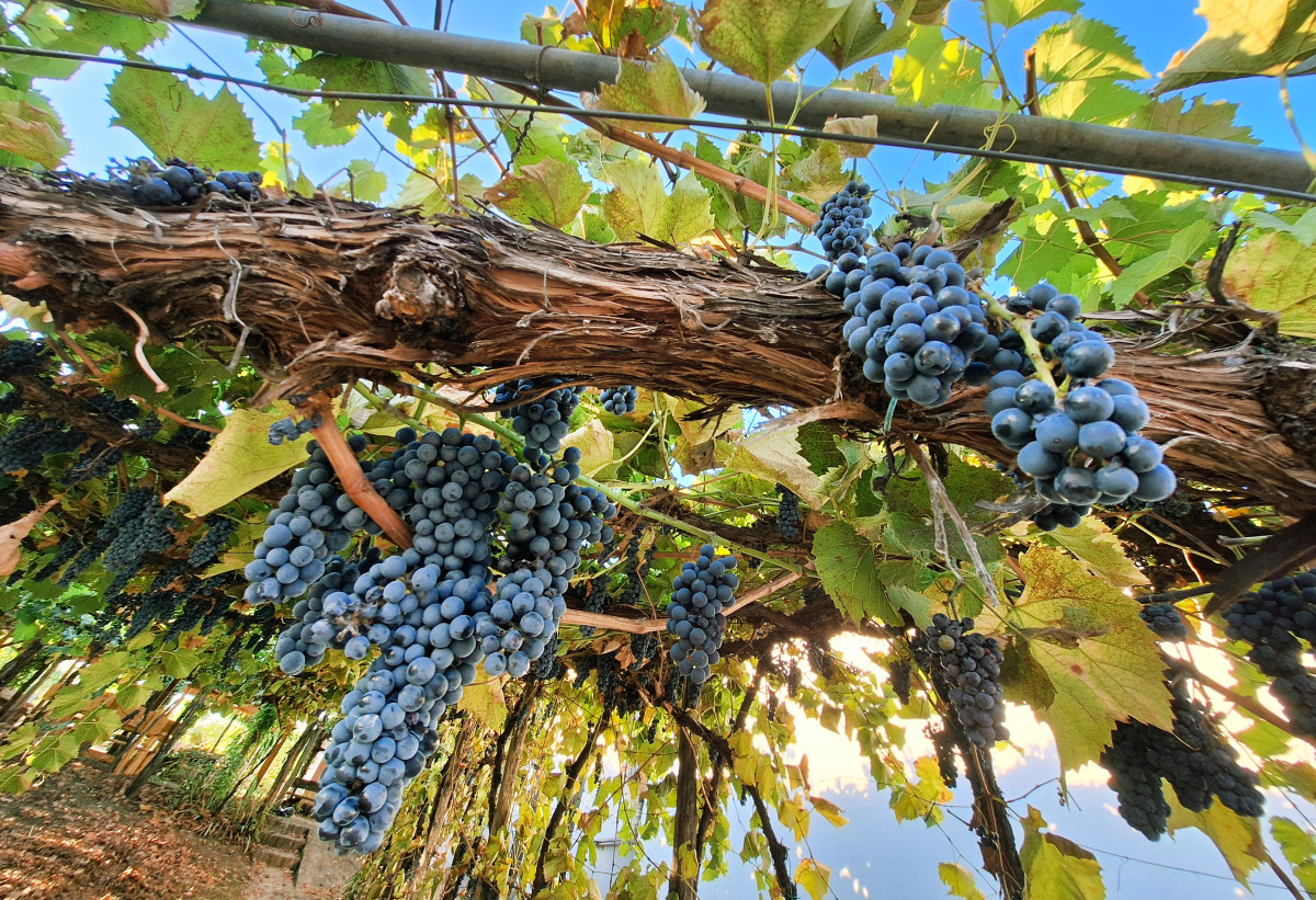 Hajós, Hajósi Pincefalu, bor, ősz, szüret, szőlő