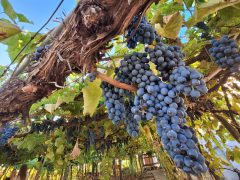 Hajós, Hajósi Pincefalu, bor, ősz, szüret, szőlő