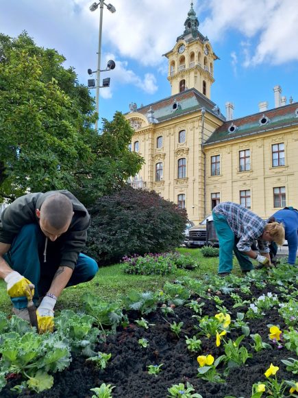 Szeged, őszi virágültetés, Szegedi Környezetgazdálkodási Nonprofit Kft., Széchenyi tér, ültetés, kétnyári virágok, tulipán hagymák, árvácska