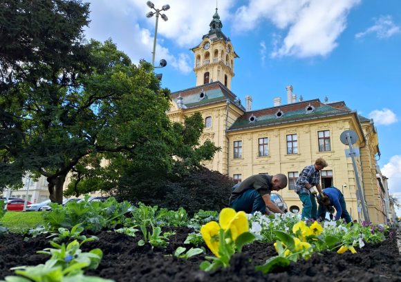 Szeged, őszi virágültetés, Szegedi Környezetgazdálkodási Nonprofit Kft., Széchenyi tér, ültetés, kétnyári virágok, tulipán hagymák, árvácska