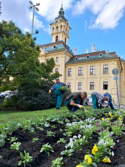 Szeged, őszi virágültetés, Szegedi Környezetgazdálkodási Nonprofit Kft., Széchenyi tér, ültetés, kétnyári virágok, tulipán hagymák, árvácska