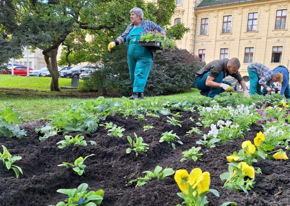 Szeged, őszi virágültetés, Szegedi Környezetgazdálkodási Nonprofit Kft., Széchenyi tér, ültetés, kétnyári virágok, tulipán hagymák, árvácska