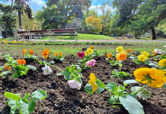 Szeged, őszi virágültetés, Szegedi Környezetgazdálkodási Nonprofit Kft., Széchenyi tér, ültetés, kétnyári virágok, tulipán hagymák, árvácska