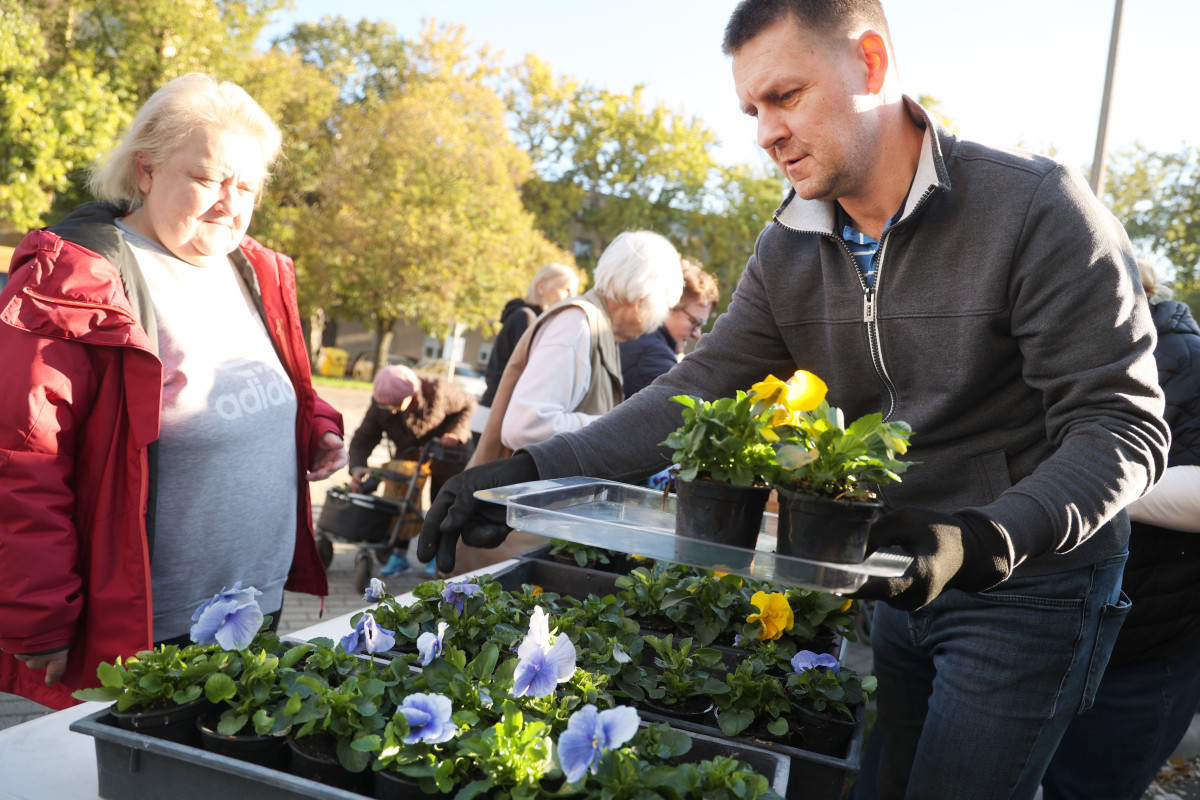 Szeged, önkormányzat, ősz, virágosztás, Tarján, Víztorony tér, Szabó Sándor, Mészáros Tamás, önkormányzati képviselő, árvácska, rózsatő