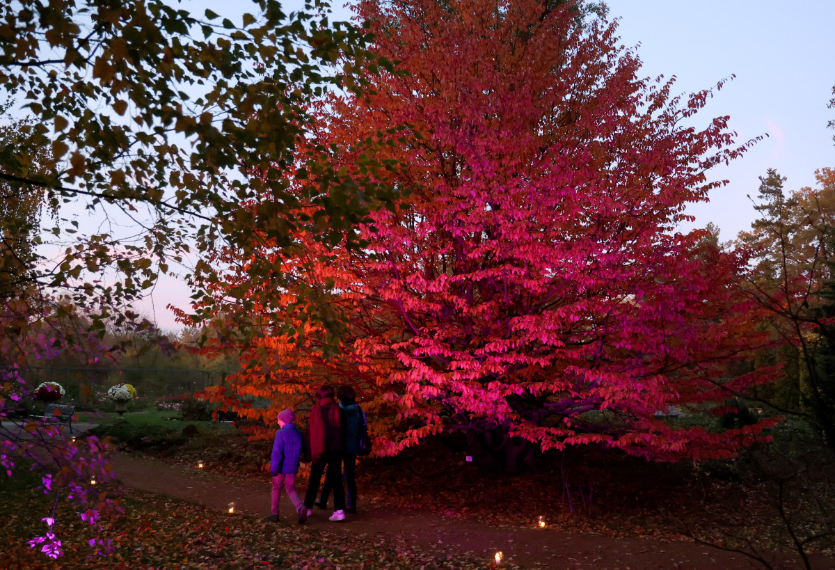 Szeged, Füvészkert, momiji, ősz, színek, japán kert, természet