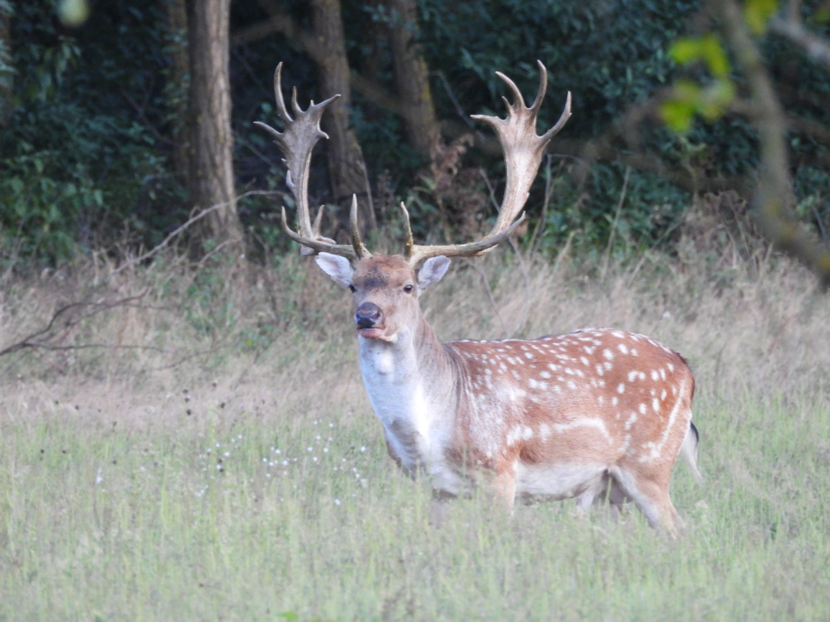 Rendhagyó barcogás Gúthon