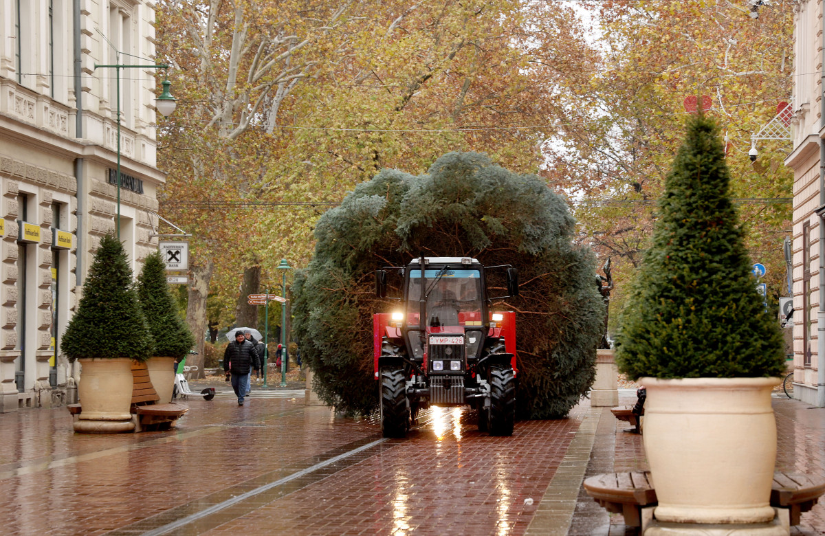 Szeged, karácsonyfa, fenyő, Klauzál tér