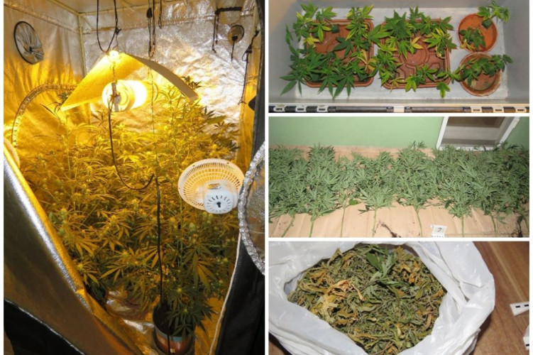 Pofon miatt hívta a rendőröket, majd mellékesen elmondta, marihuánát termesztenek a Győr környéki családi házban