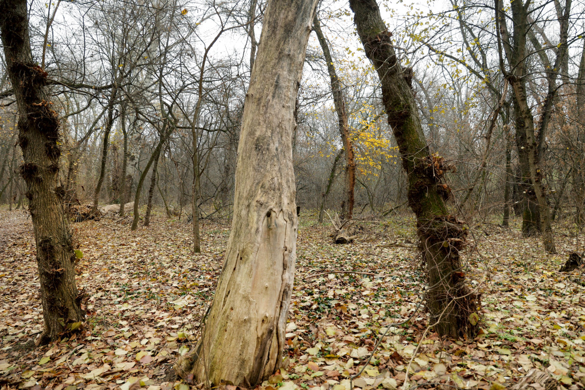 Szeged, újszeged, Gergő liget, tél, december, időjárás, erdő, ártér, kirándulás, túrázás