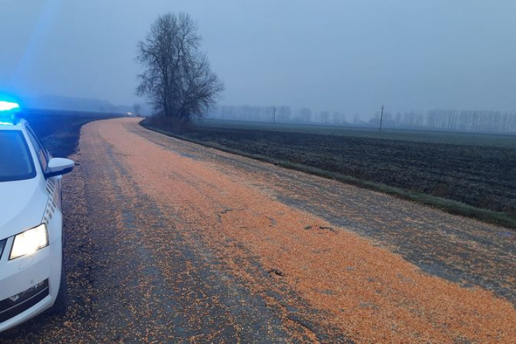 Kukorica hullott az útra Kaba és Derecske között