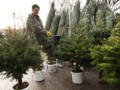 Szeged, karácsony, fenyő vásár, fenyő, Mars téri piac