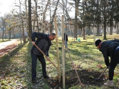 Szeged, Provident Pénzügyi Zrt., felajánlás, faültetés, Erzsébet liget