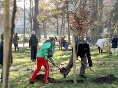 Szeged, Provident Pénzügyi Zrt., felajánlás, faültetés, Erzsébet liget