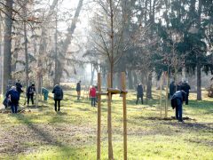 Szeged, Provident Pénzügyi Zrt., felajánlás, faültetés, Erzsébet liget