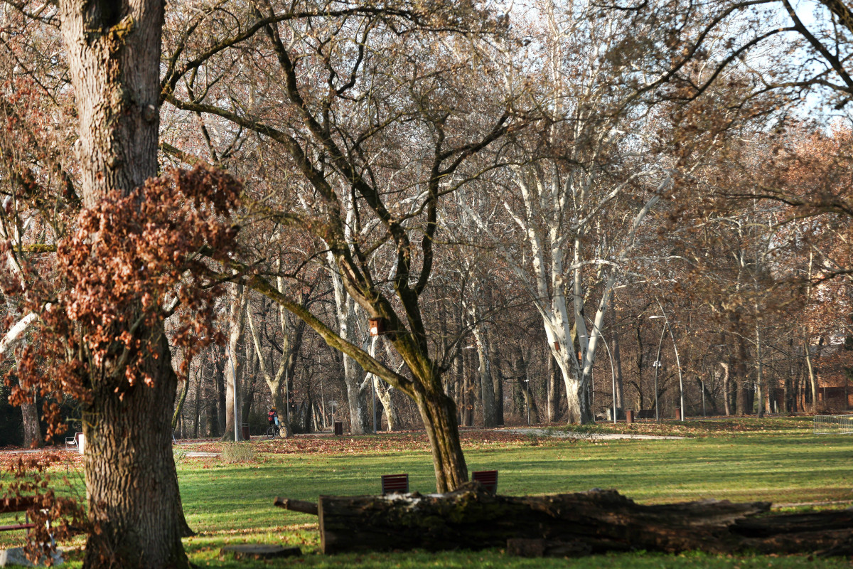 Szeged, december, időjárás, tél, természet, fák, újszeged, Erzsébet liget