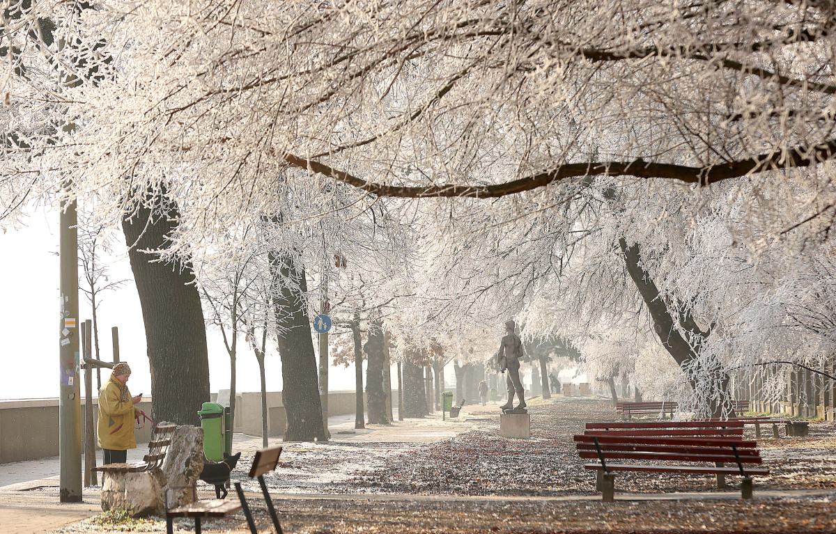 Szeged, zúzmara, tél, időjárás, január, hideg, fagy