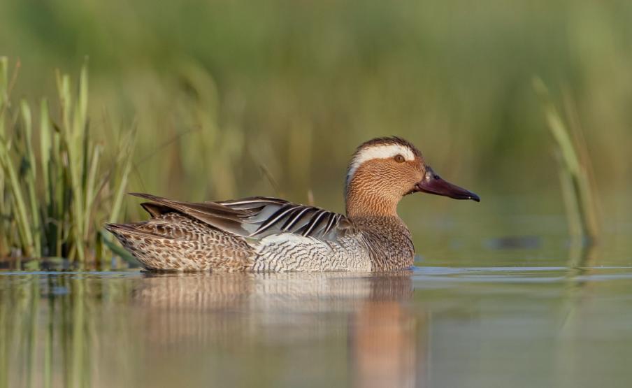 A böjti réce az év madara 2025-ben. Fotó: mme.hu