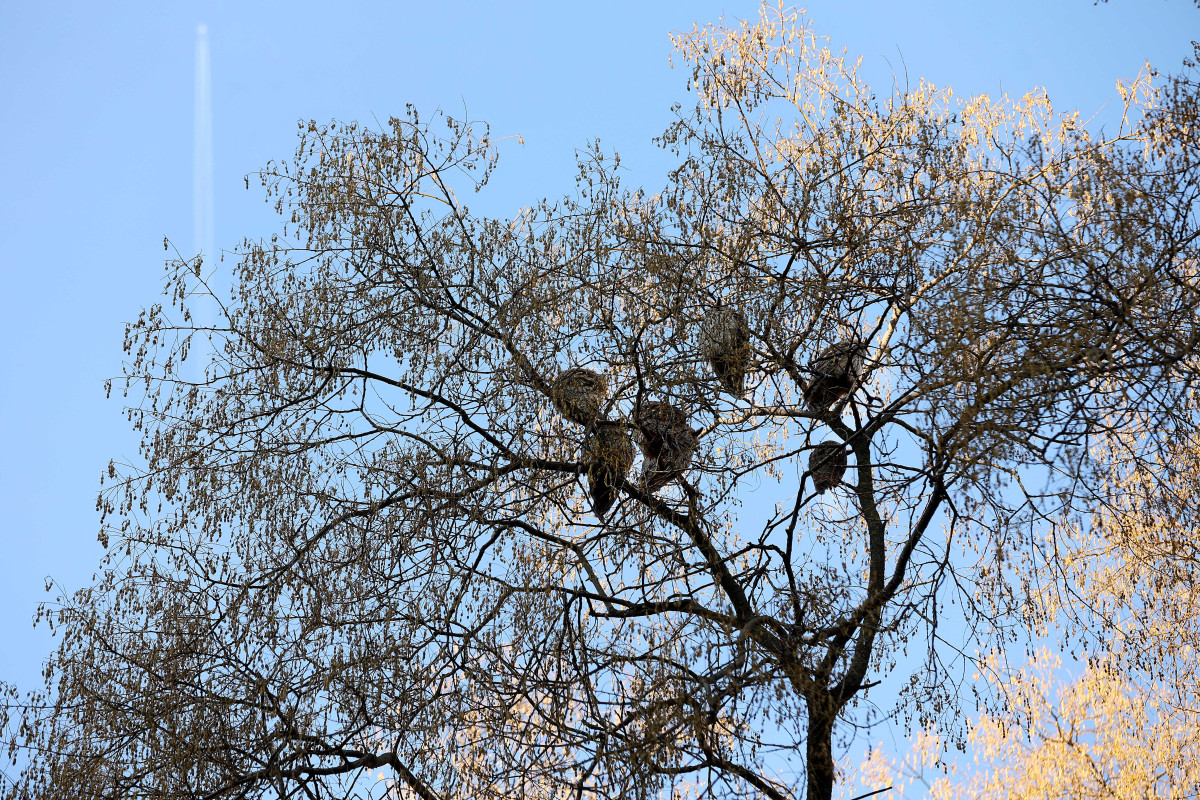 Szeged, tél, január, erdei fülesbagoly, bagoly, kolónia, Kemes utca, lakótelep, természet