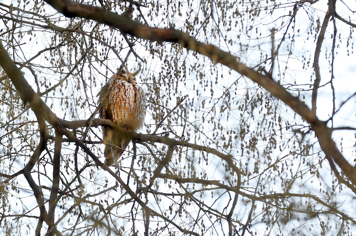 Szeged, tél, január, erdei fülesbagoly, bagoly, kolónia, Kemes utca, lakótelep, természet