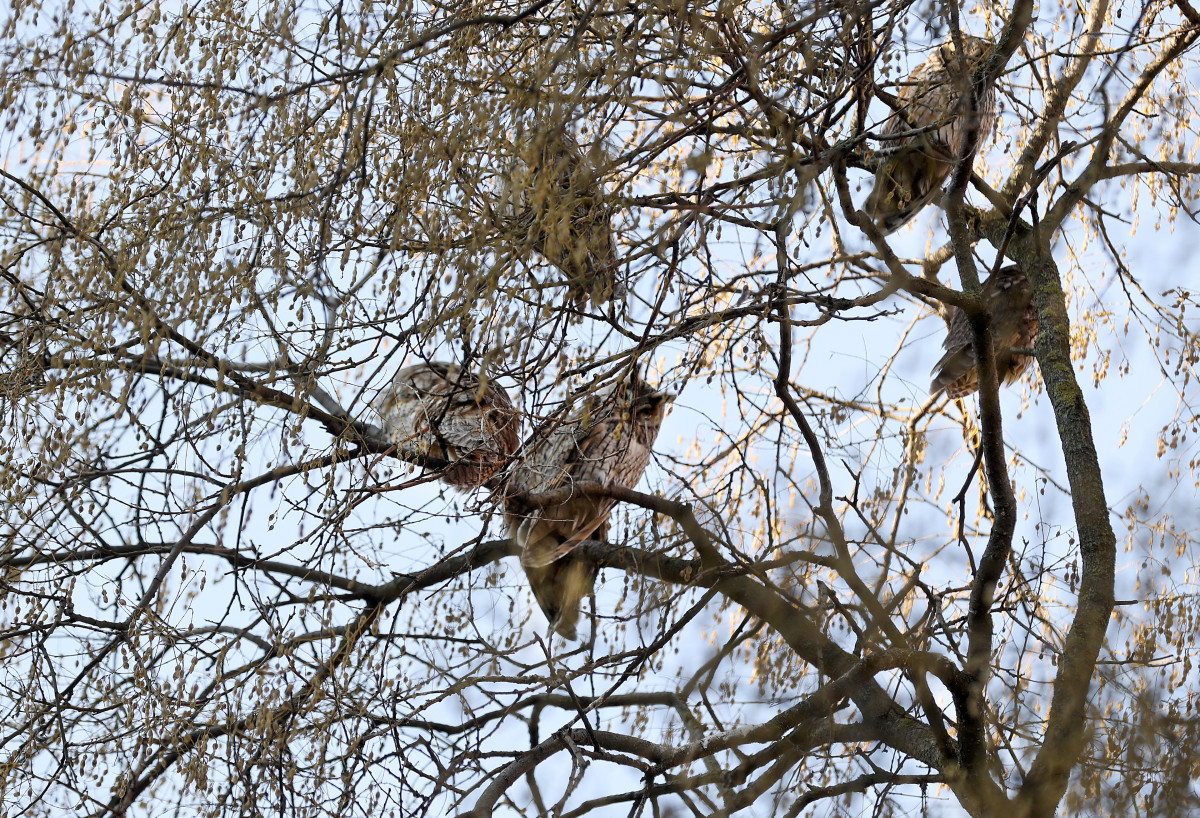 Szeged, tél, január, erdei fülesbagoly, bagoly, kolónia, Kemes utca, lakótelep, természet