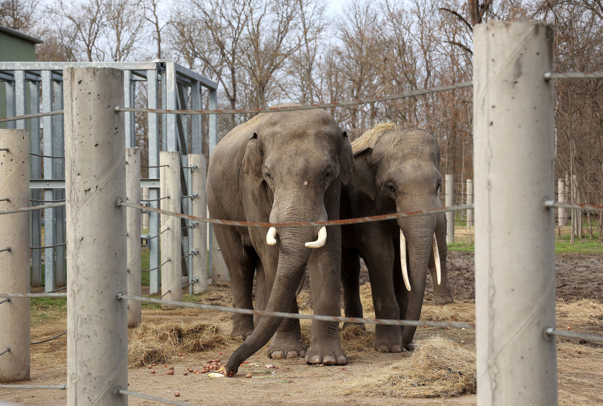 Szeged, Vadaspark, tél, február, látogatók, állatok, kirándulás