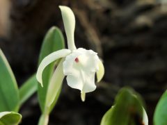 Szeged, SZTE, Füvészkert, orchideagyűjtemény, orchidea, virág, természet