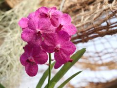 Szeged, SZTE, Füvészkert, orchideagyűjtemény, orchidea, virág, természet