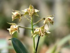 Szeged, SZTE, Füvészkert, orchideagyűjtemény, orchidea, virág, természet