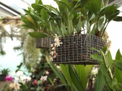 Szeged, SZTE, Füvészkert, orchideagyűjtemény, orchidea, virág, természet