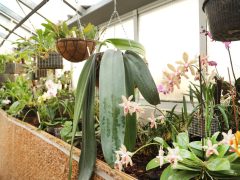 Szeged, SZTE, Füvészkert, orchideagyűjtemény, orchidea, virág, természet