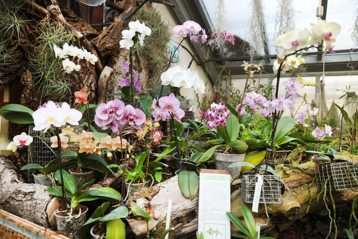 Szeged, SZTE, Füvészkert, orchideagyűjtemény, orchidea, virág, természet