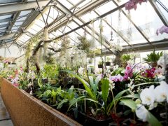 Szeged, SZTE, Füvészkert, orchideagyűjtemény, orchidea, virág, természet