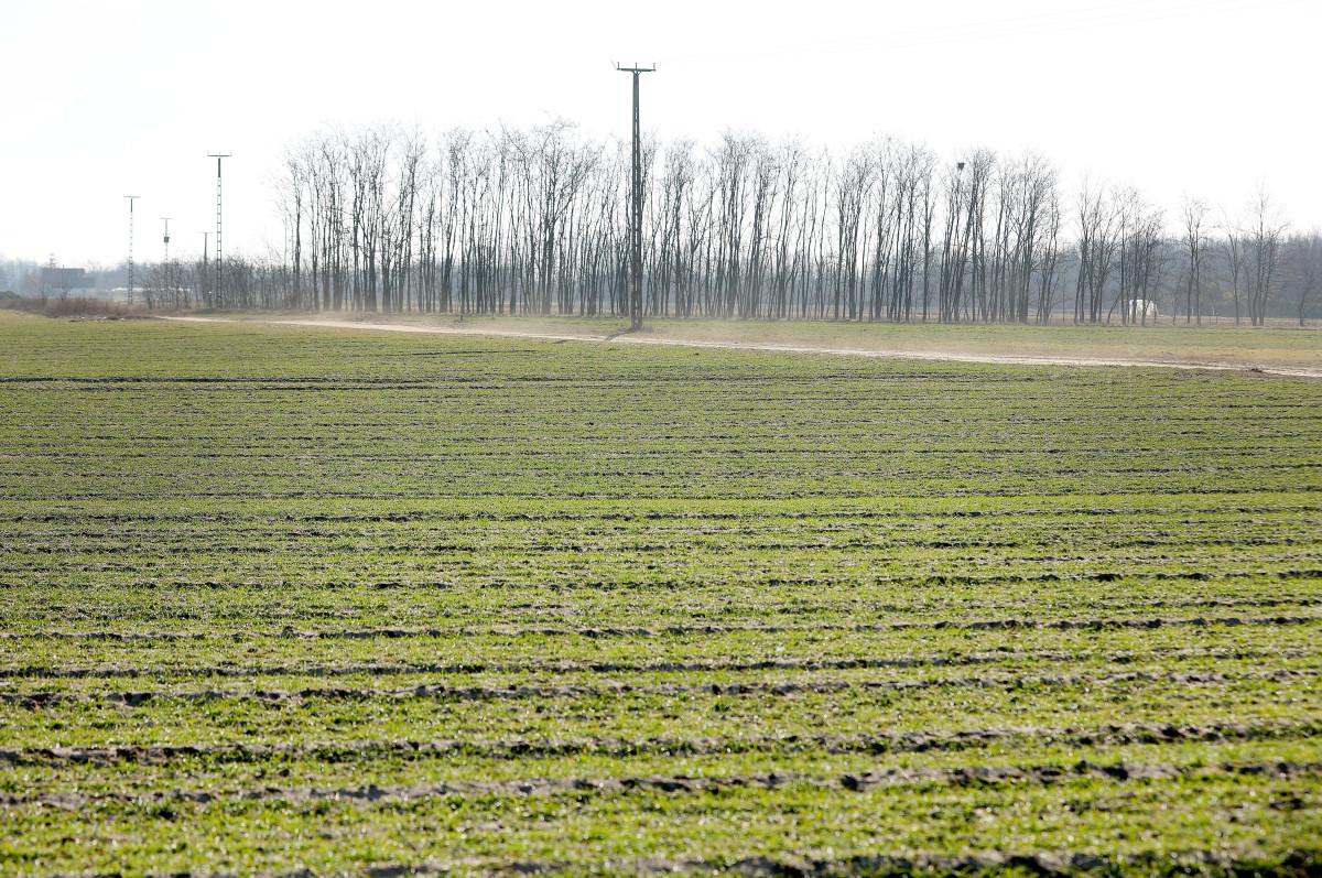 Mórahalom, termőföld, föld, mezőgazdaság, tél